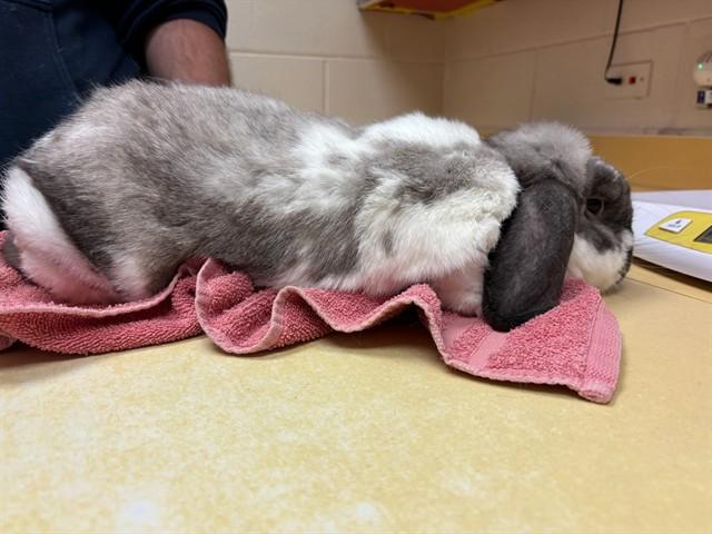 LUNA, Adoptable, Adult Male Bunny Rabbit.