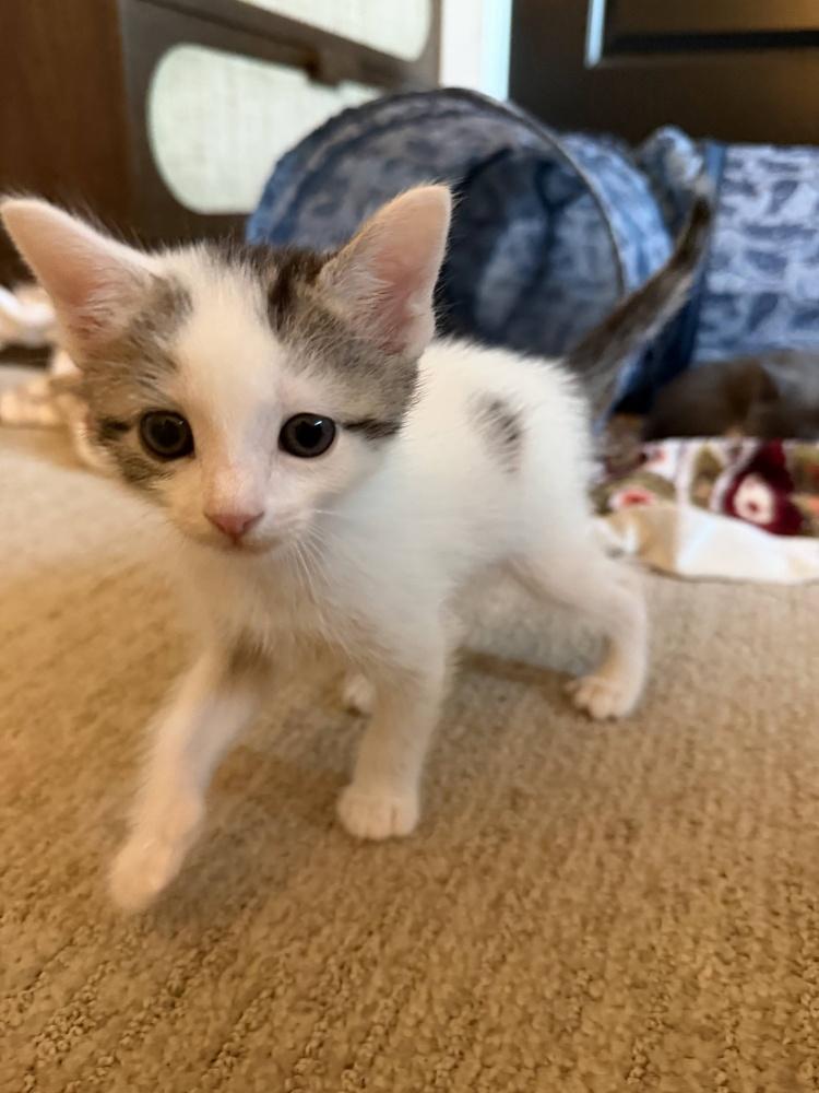 Yáo Li-Jie, Adoptable, Young Male Domestic Short Hair.