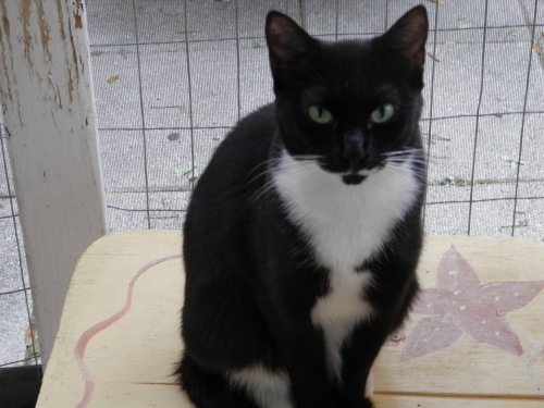 Enlarge Maggie Mae, FL., a Adoptable mixed breed in Miami Beach, FL image 1/6