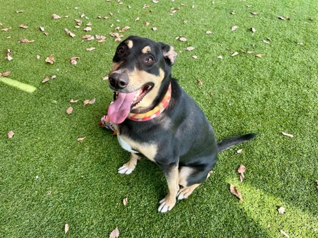 CLINT — thumbnail 2