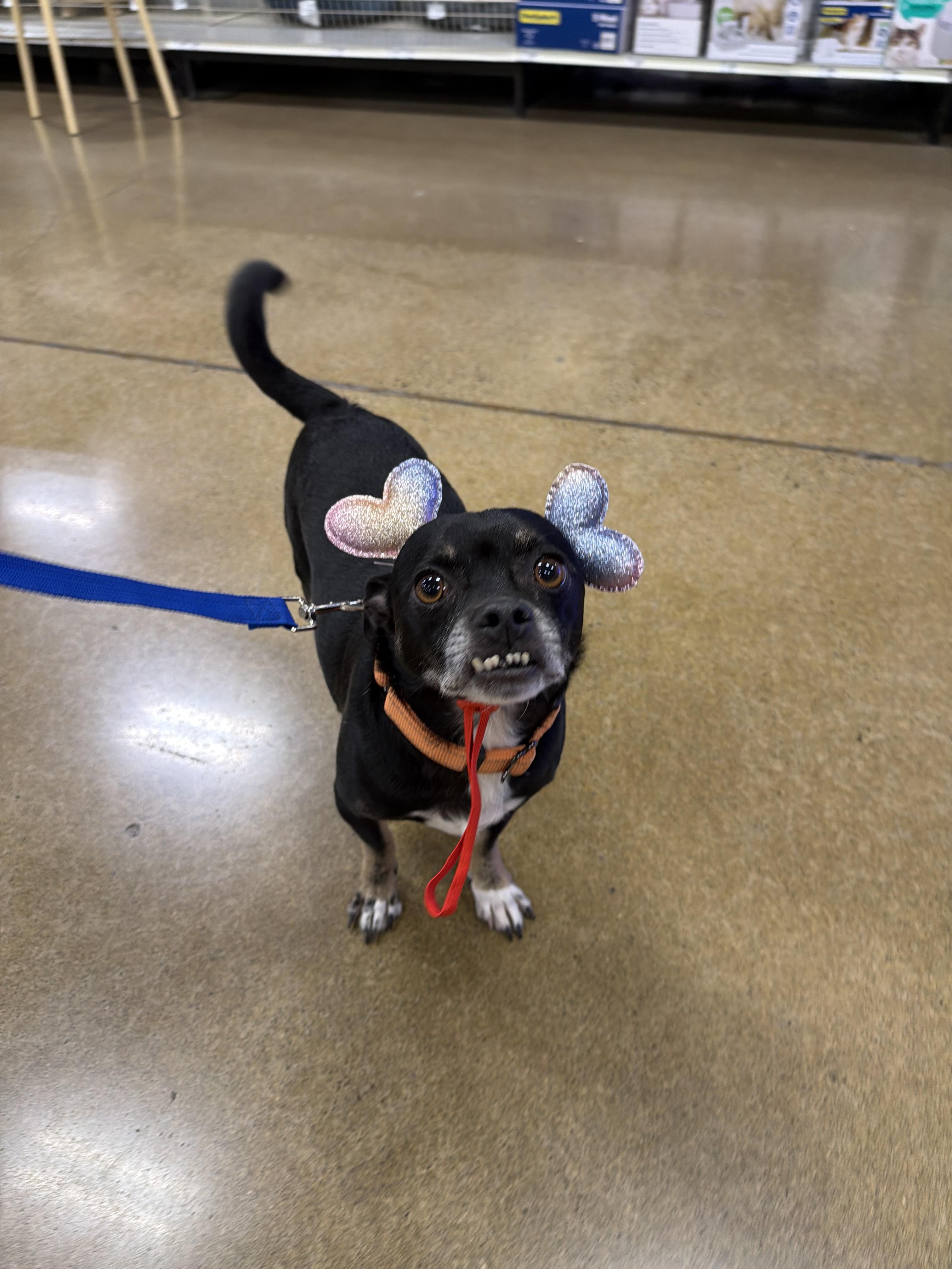 Enlarge Mister, a ADOPTABLE mixed breed in Eugene, OR image 2/4