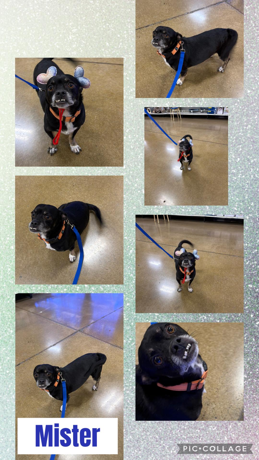 Enlarge Mister, a ADOPTABLE mixed breed in Eugene, OR image 3/4