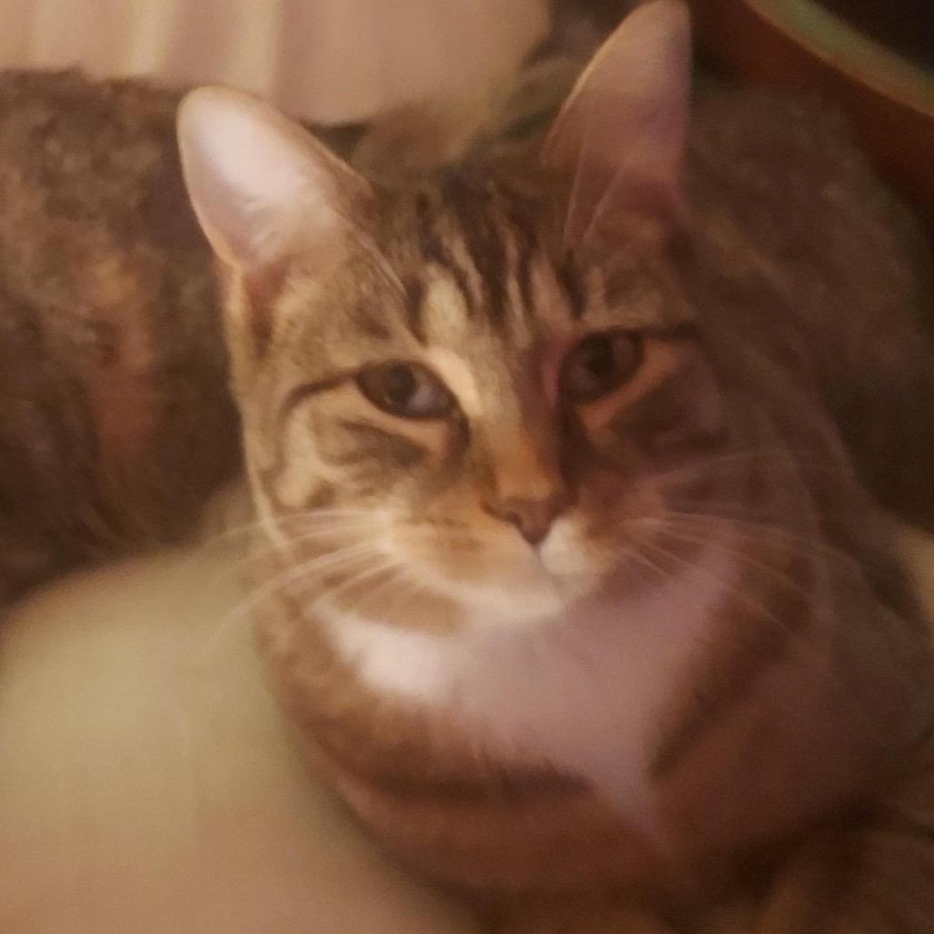 Enlarge Andy, a Adoptable Domestic Short Hair in Mocksville, NC image 1/4