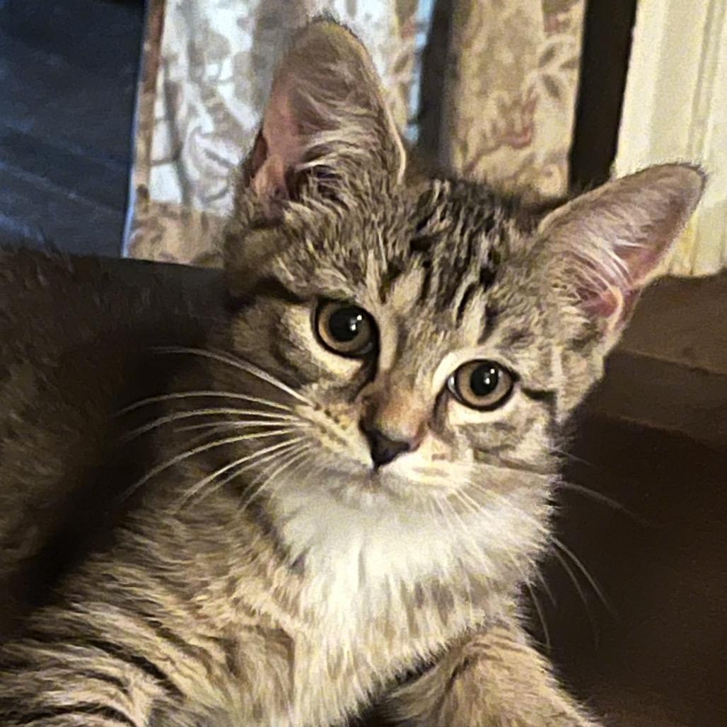 Andy, Adoptable, Young Male Domestic Short Hair.