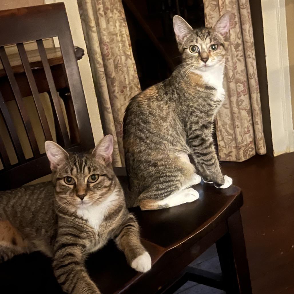 Enlarge Andy, a Adoptable Domestic Short Hair in Mocksville, NC image 2/3