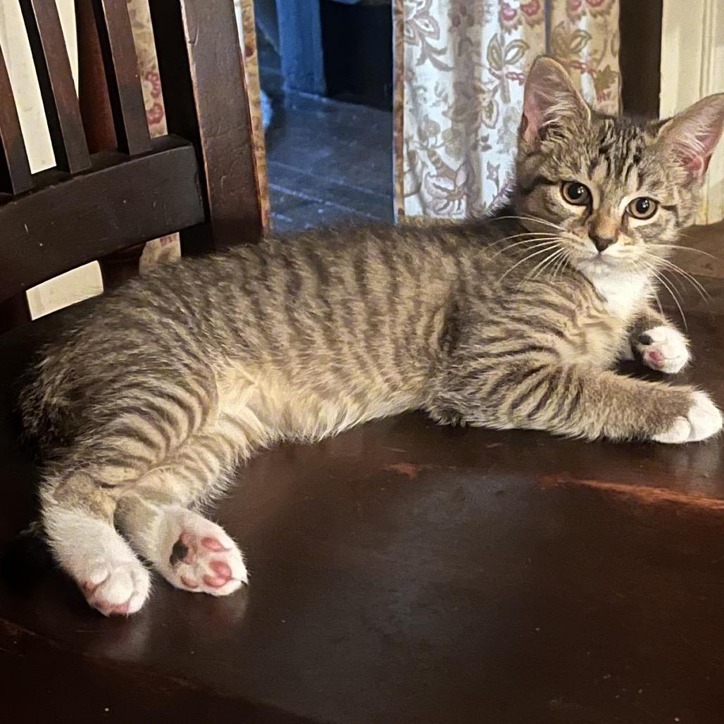 Enlarge Andy, a Adoptable Domestic Short Hair in Mocksville, NC image 3/3