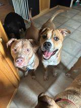 Kona, Adoptable, Adult Male Pit Bull Terrier & Labrador Retriever.