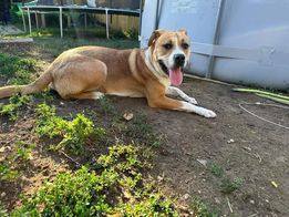 Kona, a Adoptable mixed breed in Sioux City, IA image 2/4