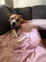 Kona, a Adoptable mixed breed in Sioux City, IA image 3/4