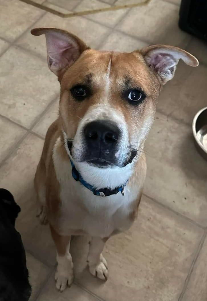 Kona, a Adoptable mixed breed in Sioux City, IA image 4/4