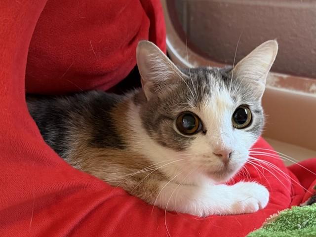 HILDRETH, Adoptable, Young Female Domestic Short Hair.