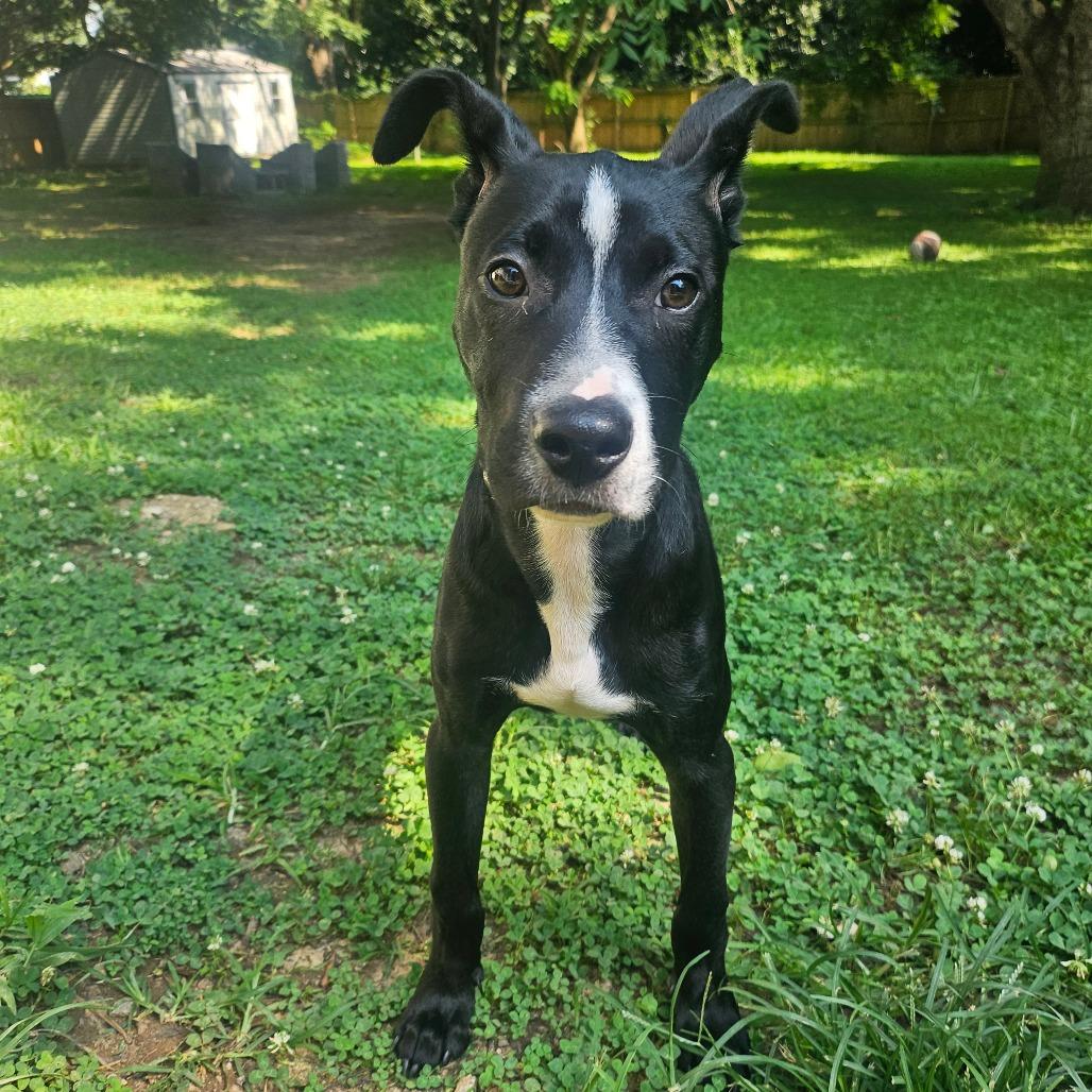 Rico, Adoptable, Young Male Terrier.