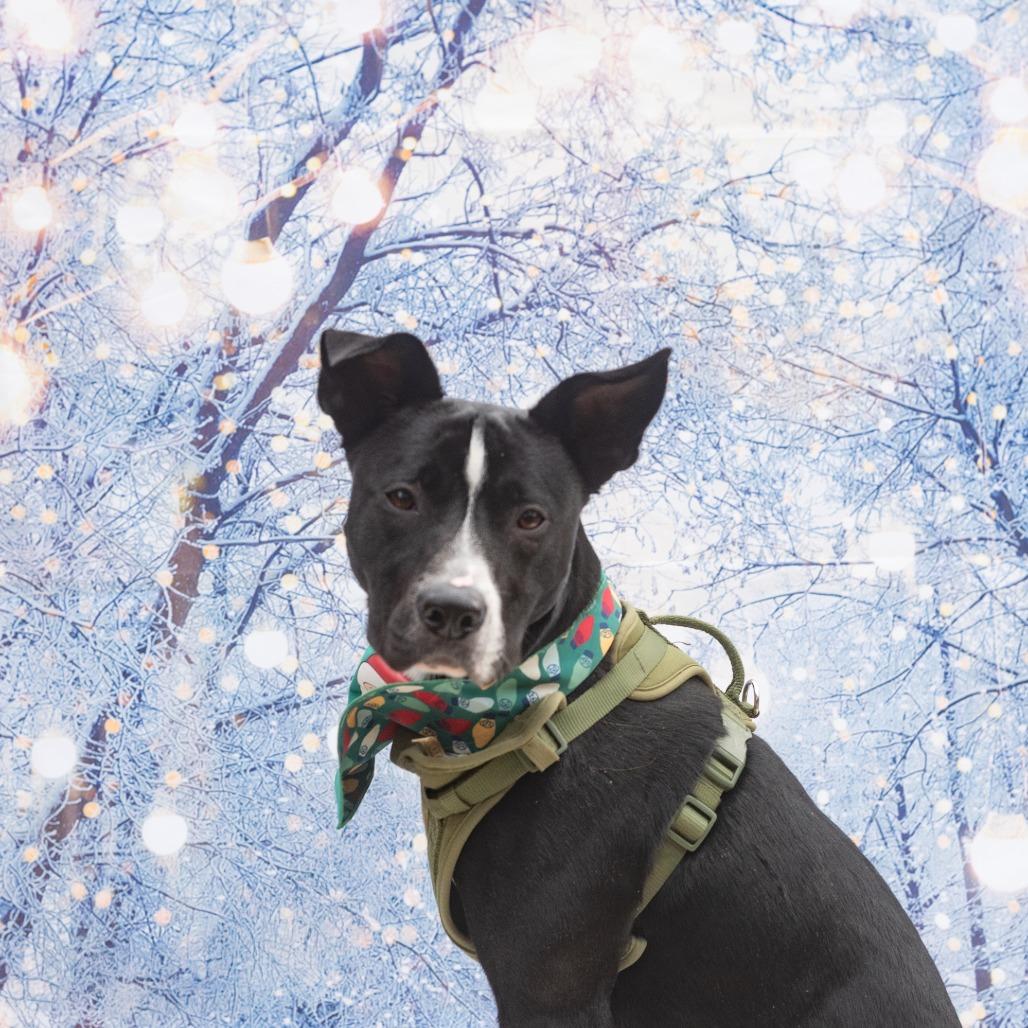 Enlarge Rico, a Adoptable Terrier in Raleigh, NC image 2/6