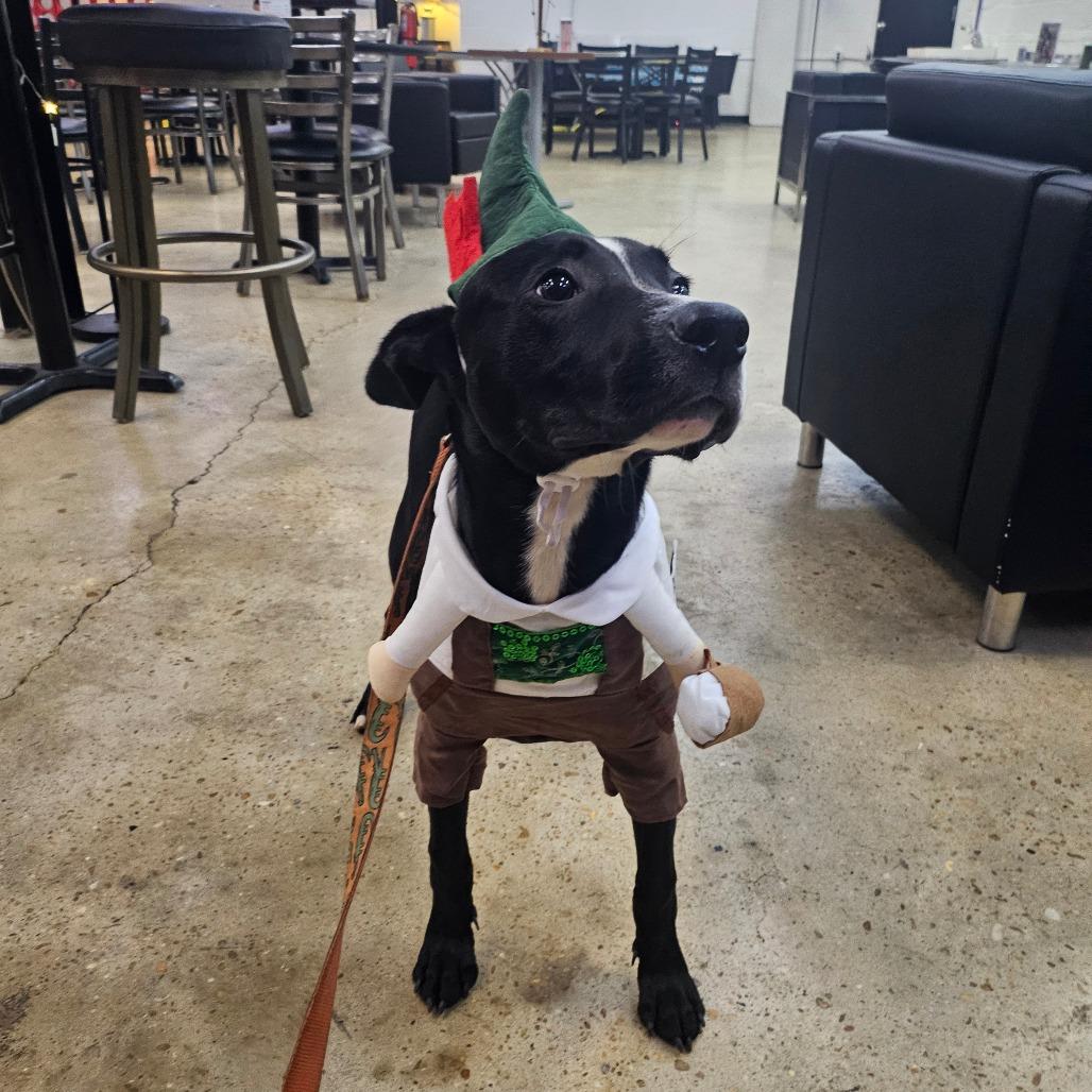 Rico, a Adoptable Terrier in Raleigh, NC image 3/6