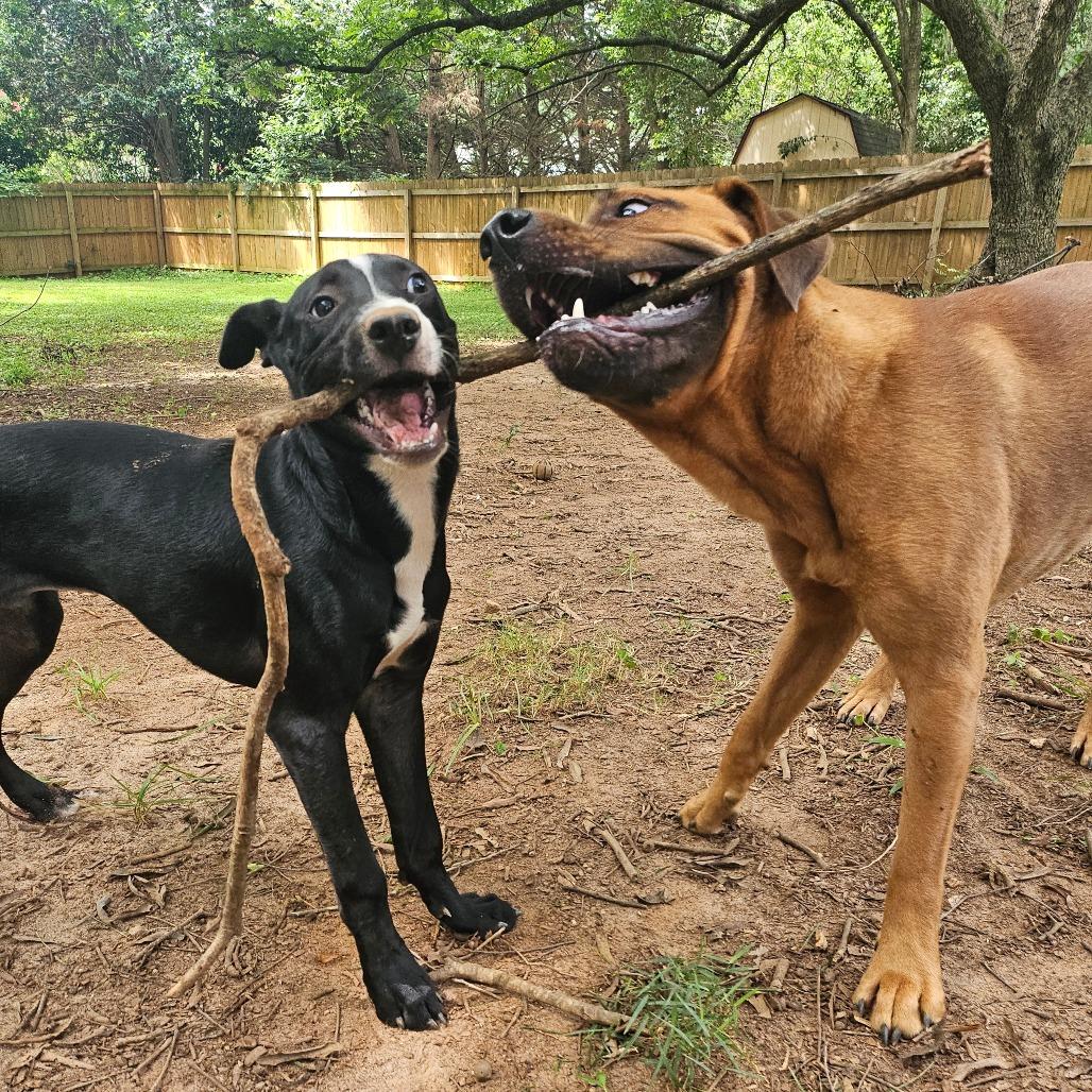 Rico, a Adoptable Terrier in Raleigh, NC image 4/6