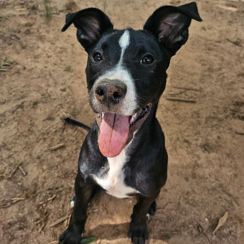Rico, a Adoptable Terrier in Raleigh, NC image 5/6
