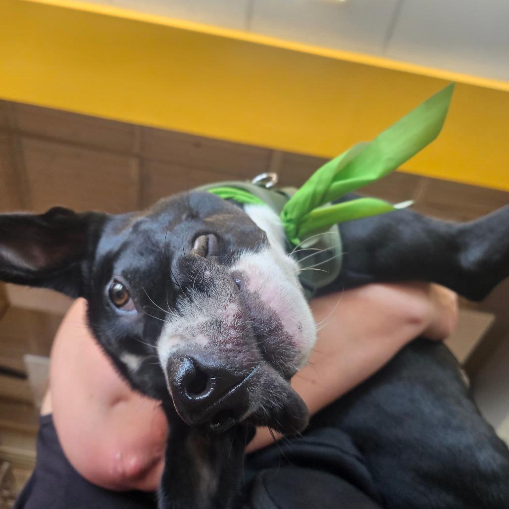 Rico, a Adoptable Terrier in Raleigh, NC image 6/6