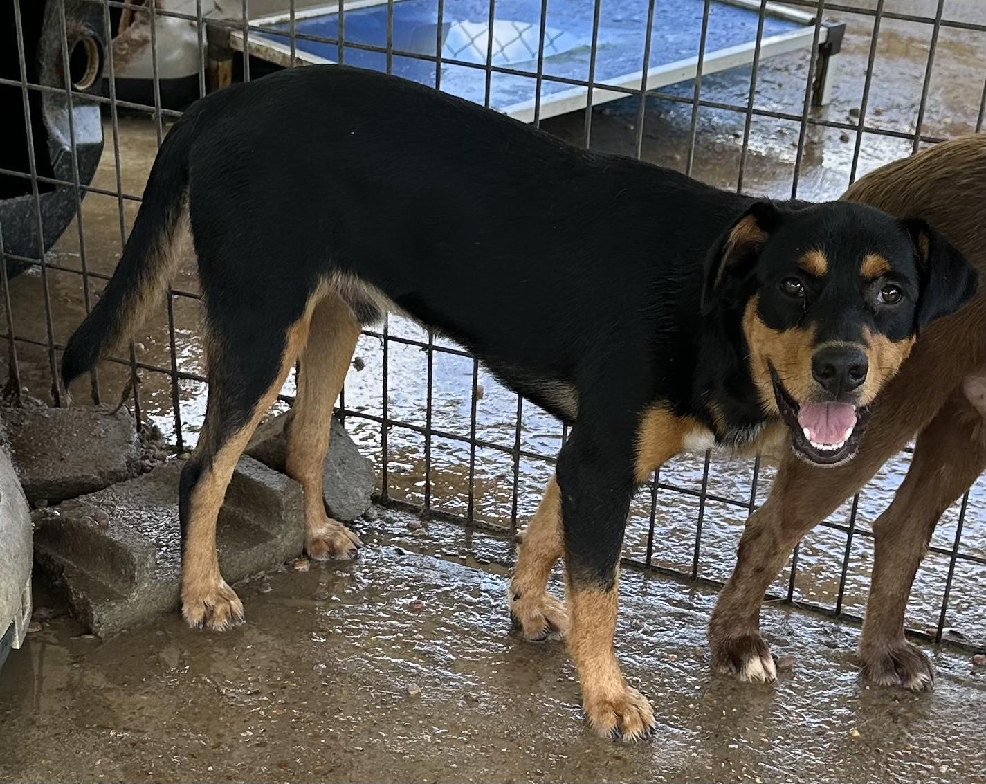 Pippi, Adoptable, Adult Male Mixed Breed.