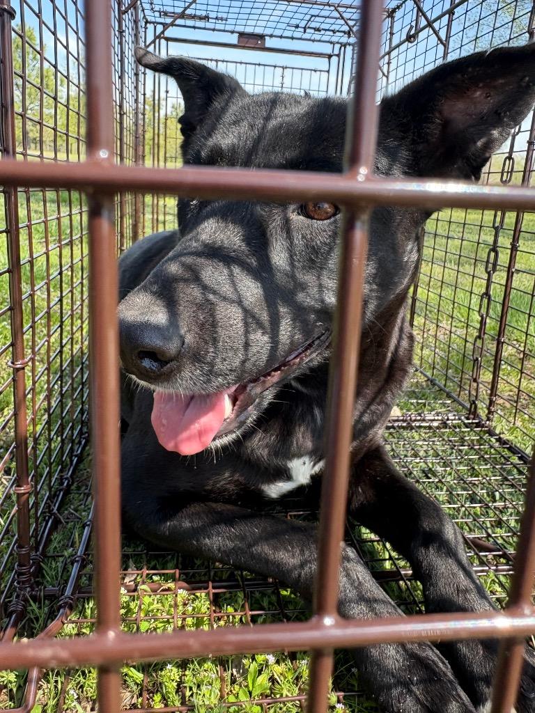 Enlarge Evie, a Adoptable mixed breed in Claremore, OK image 1/2