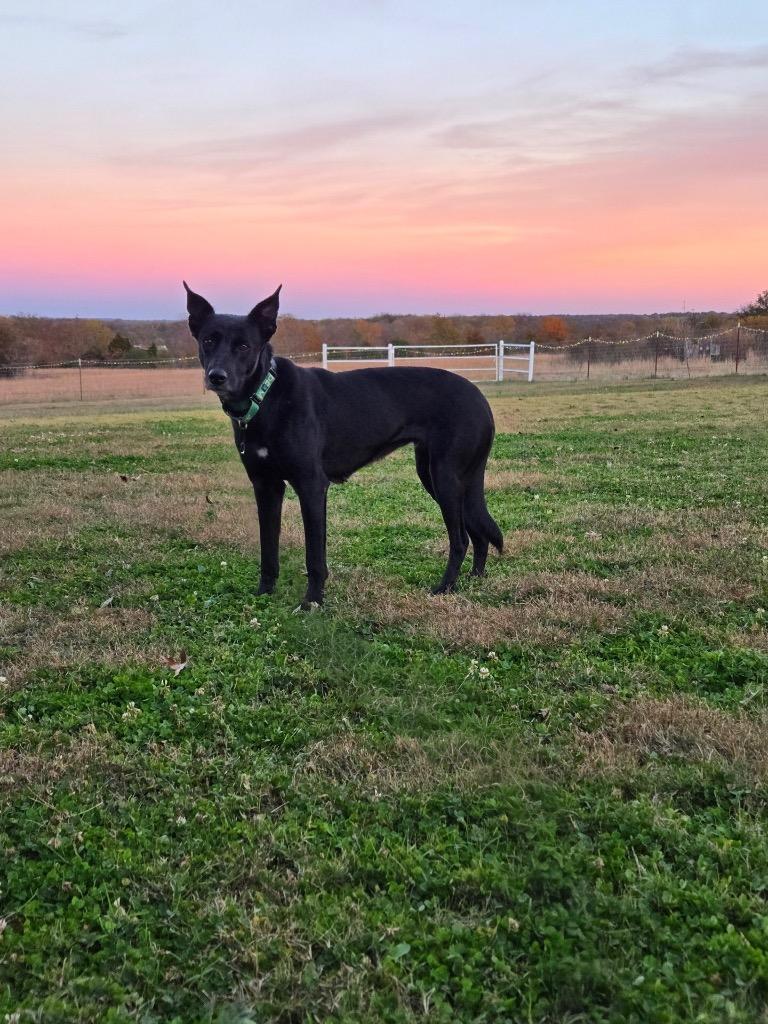 Enlarge Evie, a Adoptable mixed breed in Claremore, OK image 3/4
