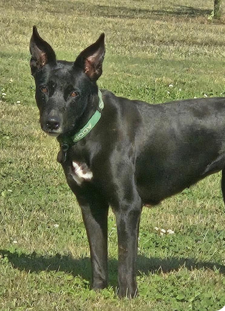 Enlarge Evie, a Adoptable mixed breed in Claremore, OK image 2/2