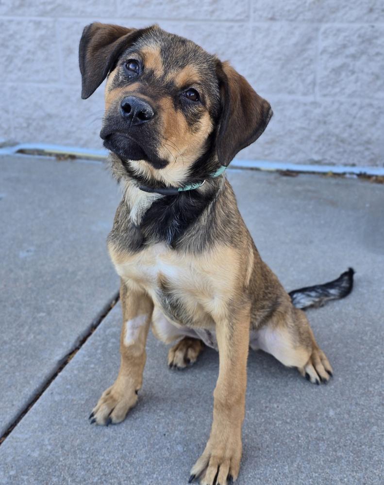 Enlarge Wendy, a Adoptable mixed breed in Sedalia, CO image 3/6