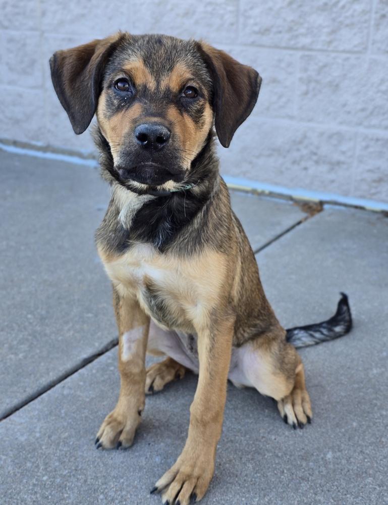 Enlarge Wendy, a Adoptable mixed breed in Sedalia, CO image 4/6