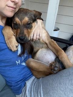 Enlarge Wendy, a Adoptable mixed breed in Sedalia, CO image 5/6