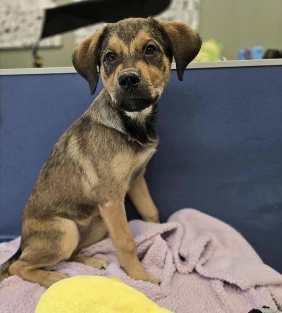 Enlarge Wendy, a Adoptable mixed breed in Sedalia, CO image 6/6