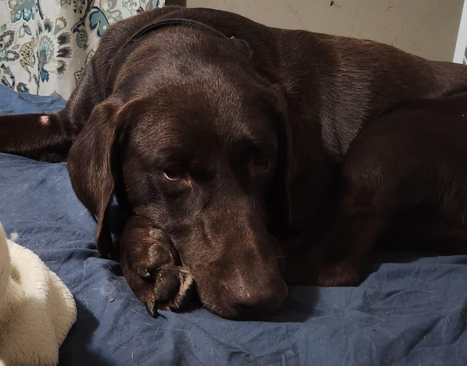 Yadi, an adoptable Chocolate Labrador Retriever in West point, IA, 52656 | Photo Image 1