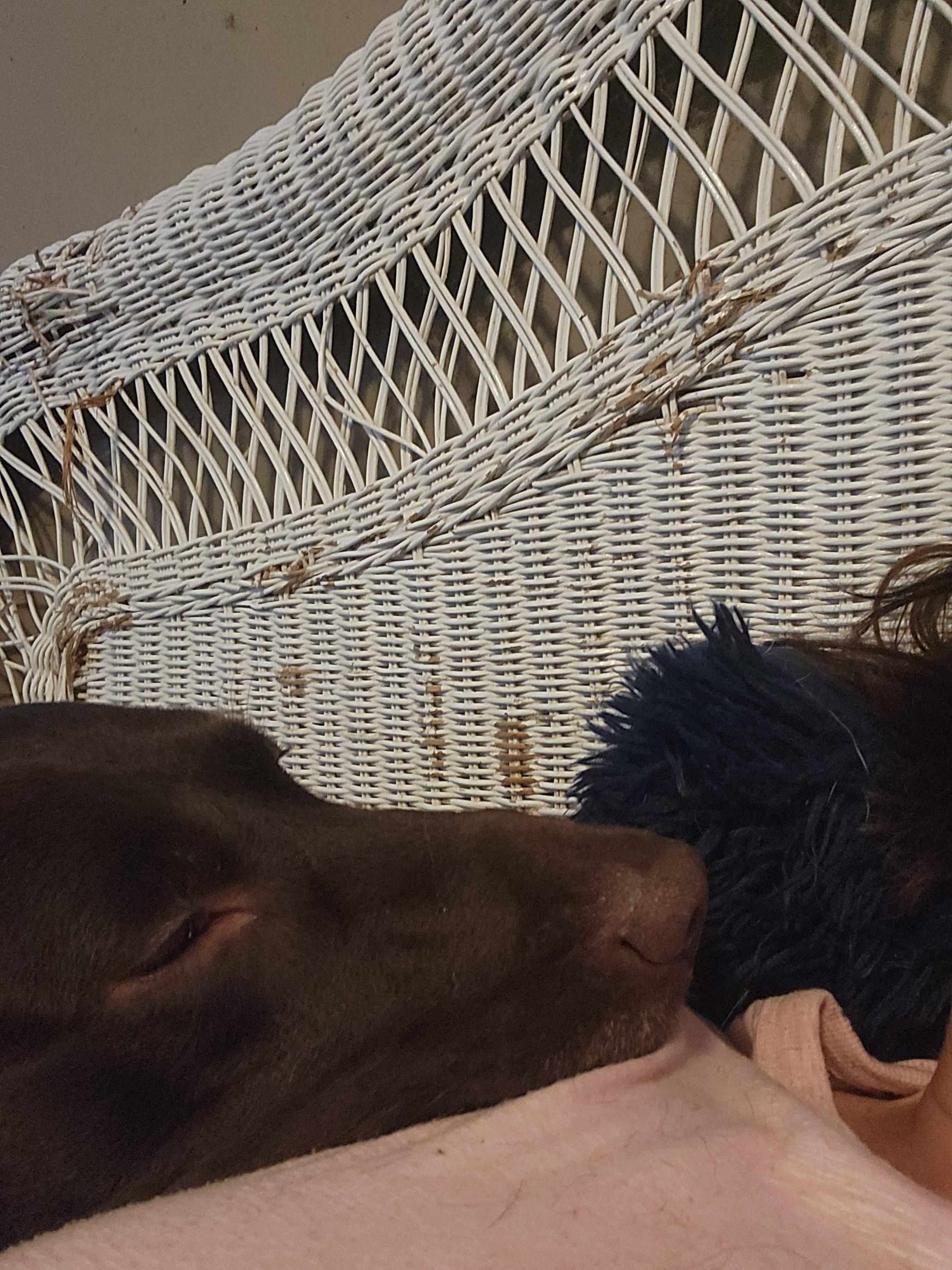 Enlarge Yadi, a Adoptable Chocolate Labrador Retriever in West point, IA image 2/6