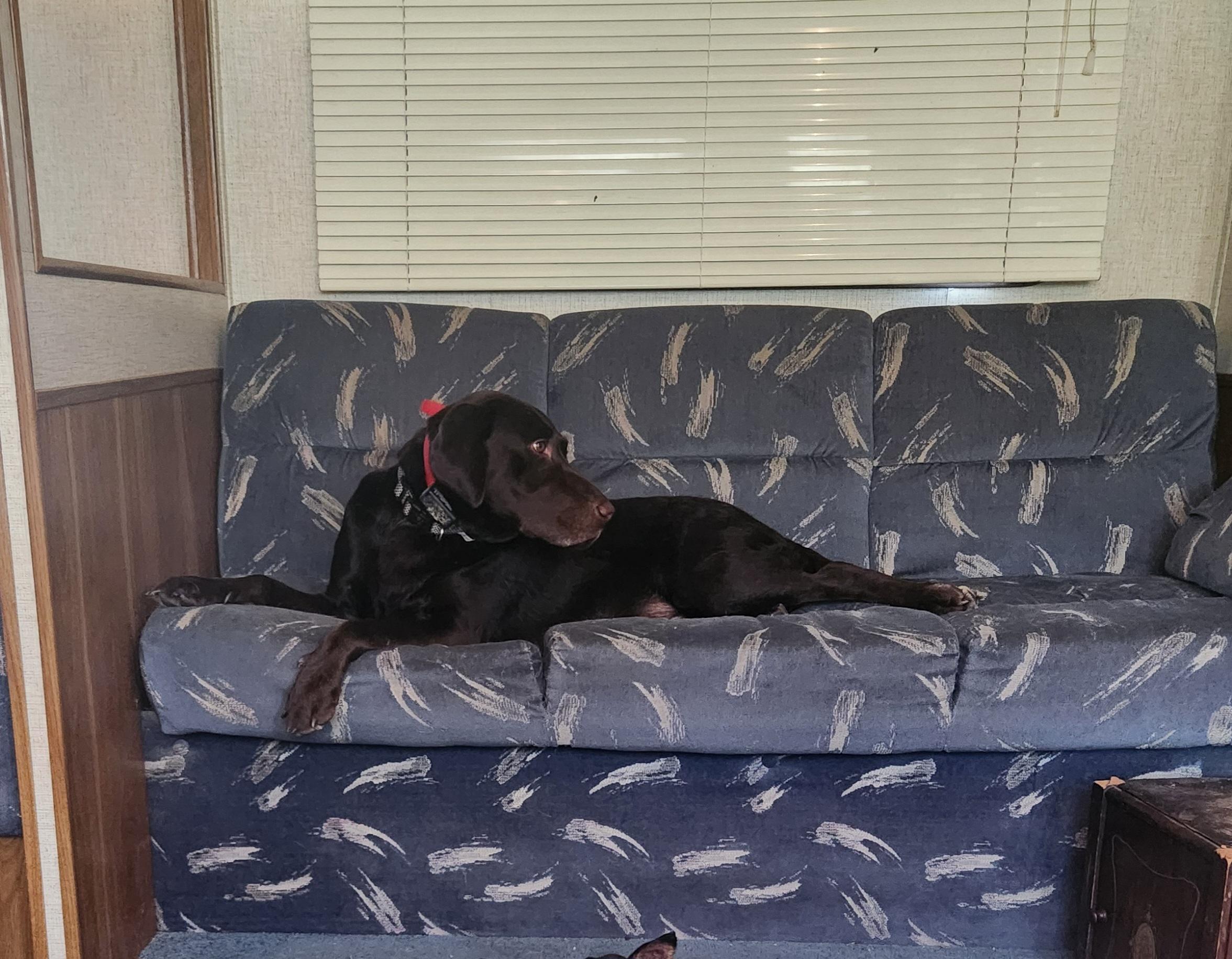 Enlarge Yadi, a Adoptable Chocolate Labrador Retriever in West point, IA image 3/6