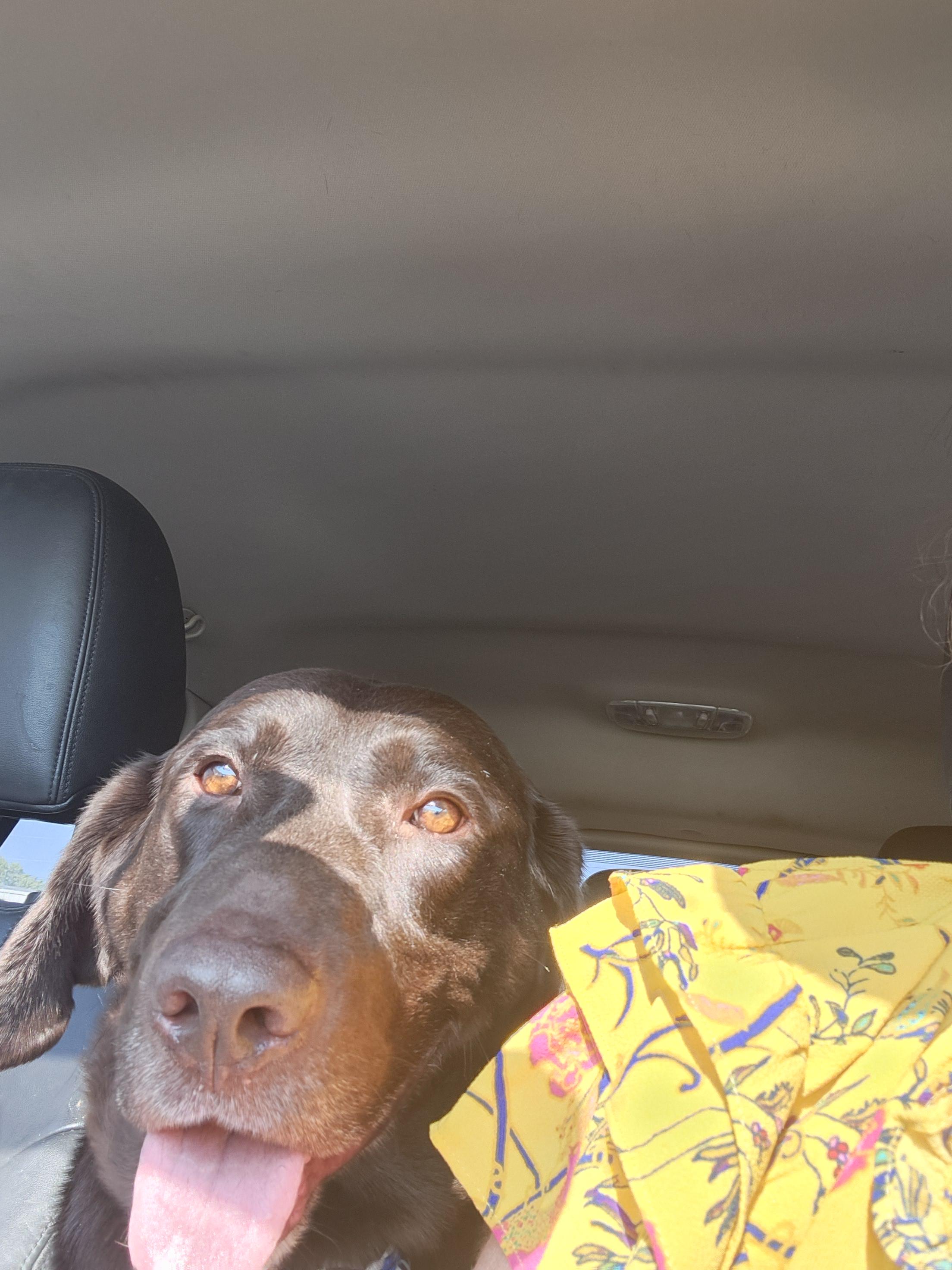 Yadi, an adoptable Chocolate Labrador Retriever in West point, IA, 52656 | Photo Image 6