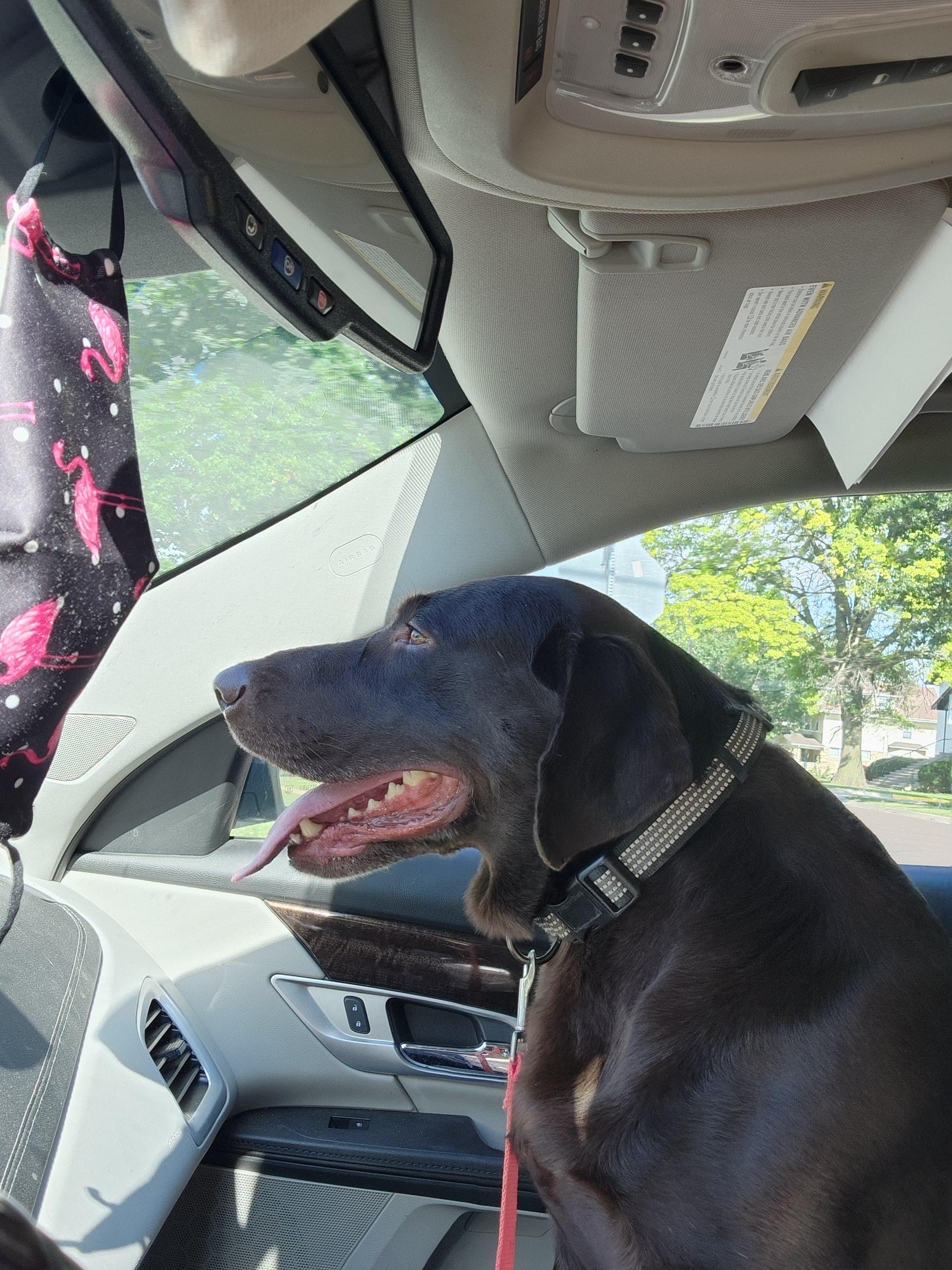 Enlarge Yadi, a Adoptable Chocolate Labrador Retriever in West point, IA image 5/6