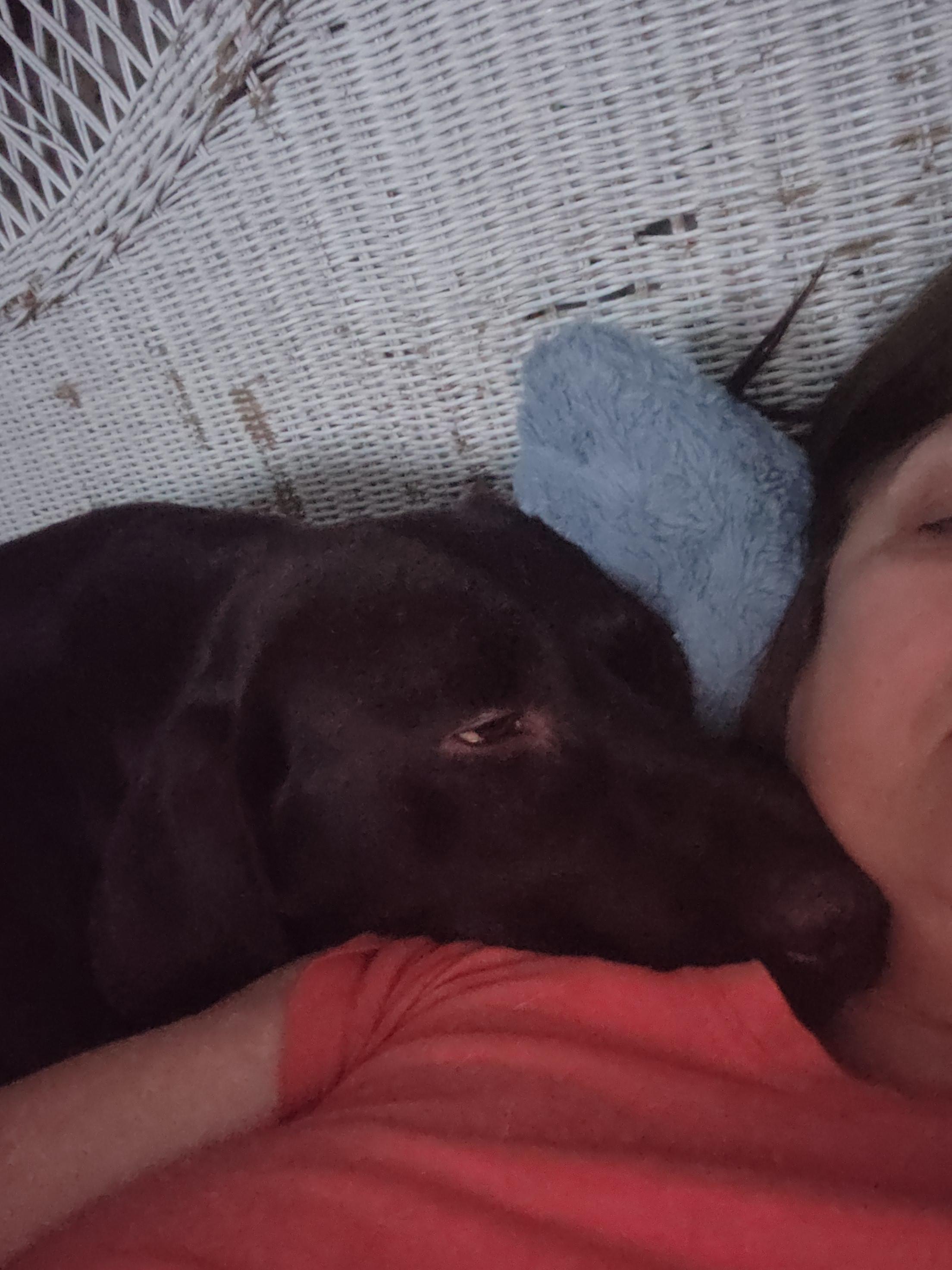 Yadi, an adoptable Chocolate Labrador Retriever in West point, IA, 52656 | Photo Image 3