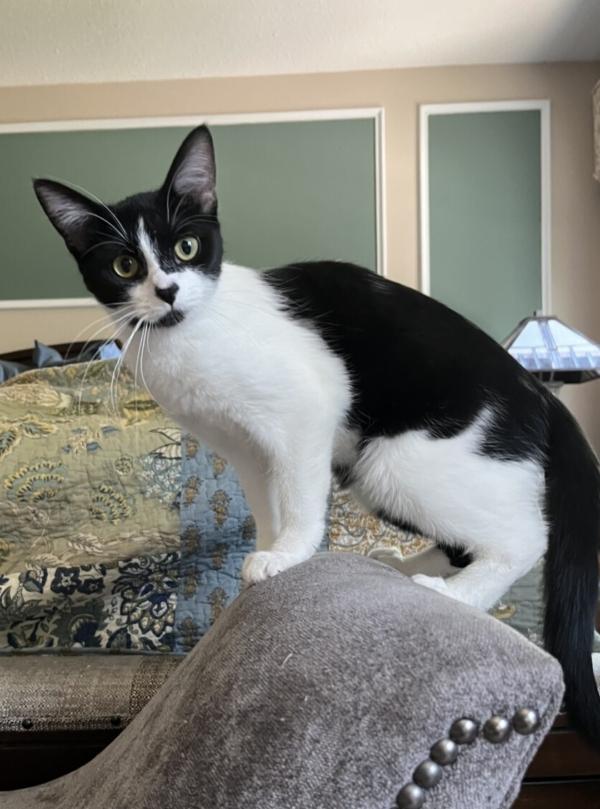 McCoy, ADOPTABLE, Kitten Female Domestic Long Hair & Tuxedo.