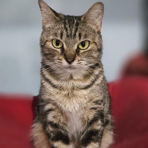Maude, Adoptable, Young Female Domestic Short Hair.