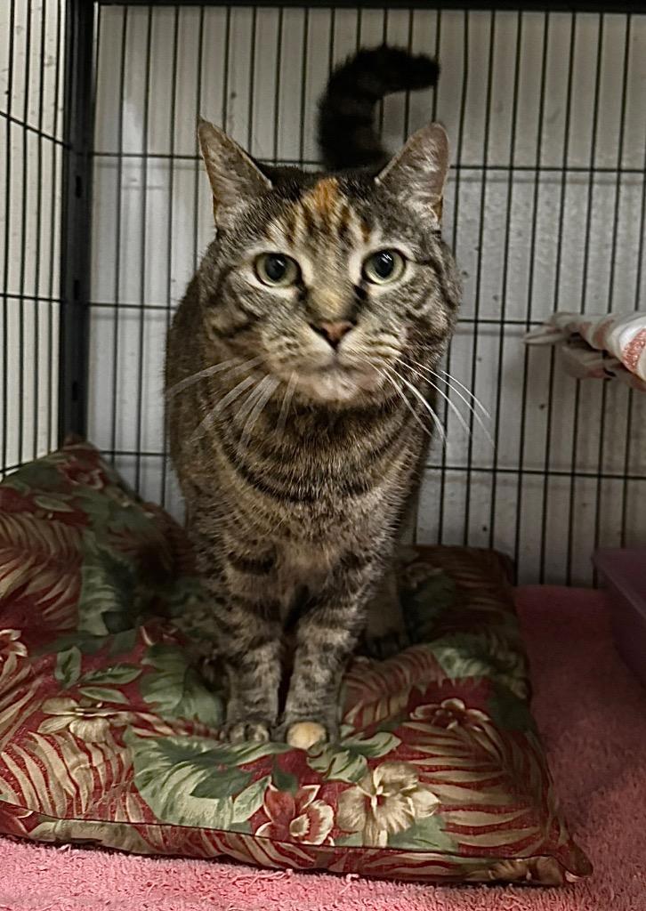 Lucy, Adoptable, Adult Female Domestic Short Hair.