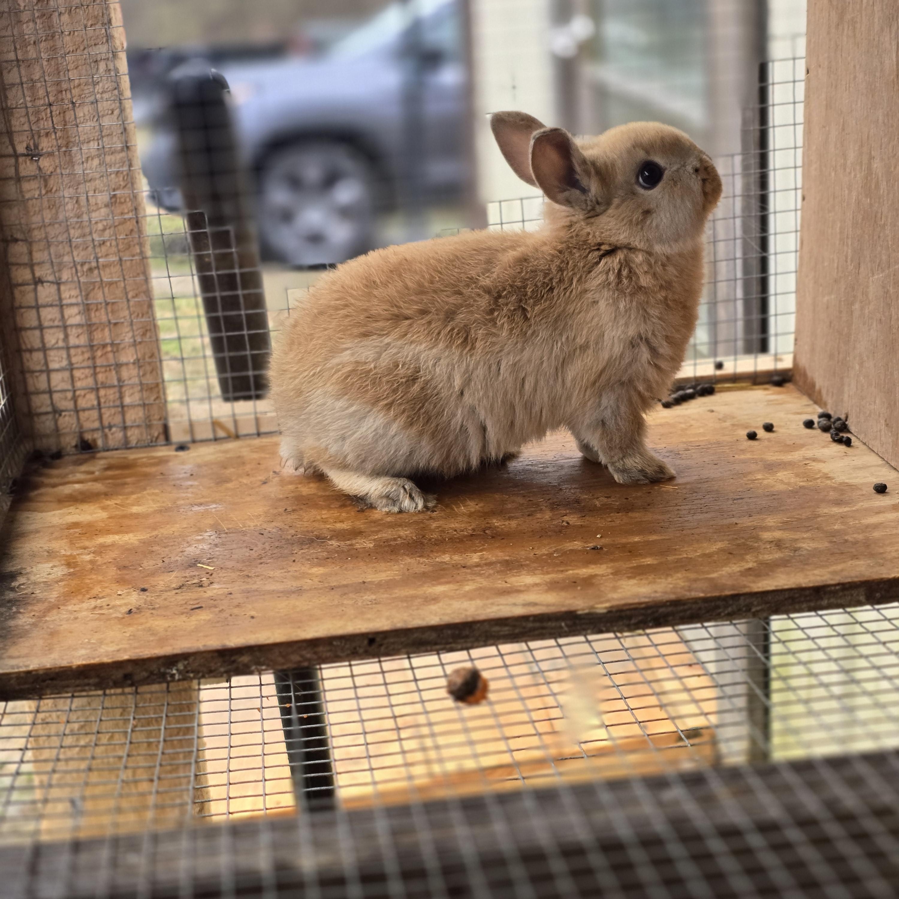 speedy , ADOPTABLE, Baby Female Lionhead.