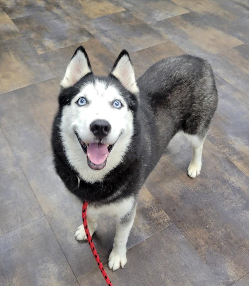 Clara, ADOPTABLE, Adult Female Siberian Husky.