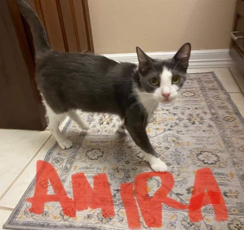 Enlarge Amira, a Adoptable Domestic Short Hair in Mabank, TX image 1/1