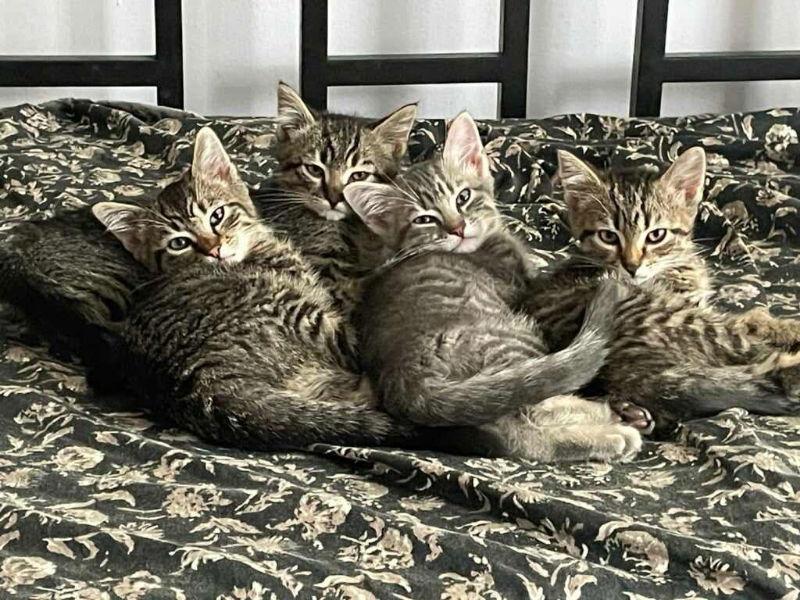 Puss in Boots, a Adoptable Domestic Short Hair in Delran, NJ image 1/2