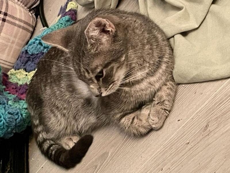 Puss in Boots, a Adoptable Domestic Short Hair in Delran, NJ image 2/2