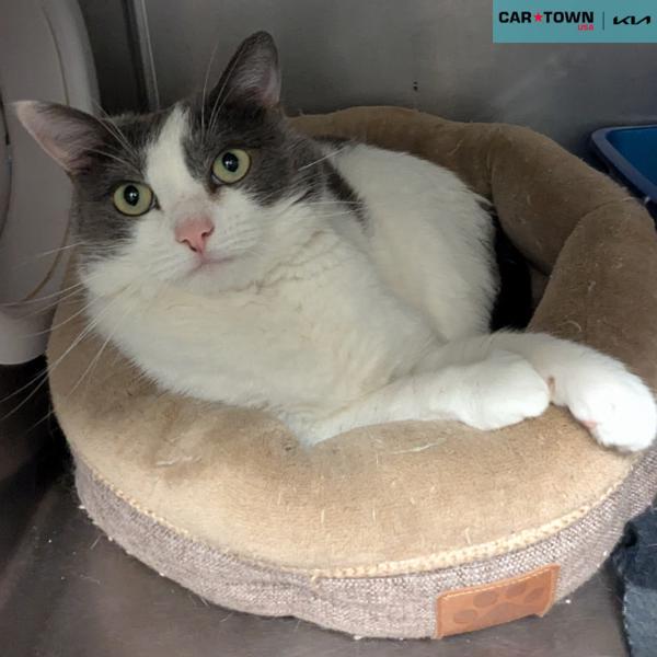 Enlarge Mouse, a Adoptable mixed breed in Lexington, KY image 3/3