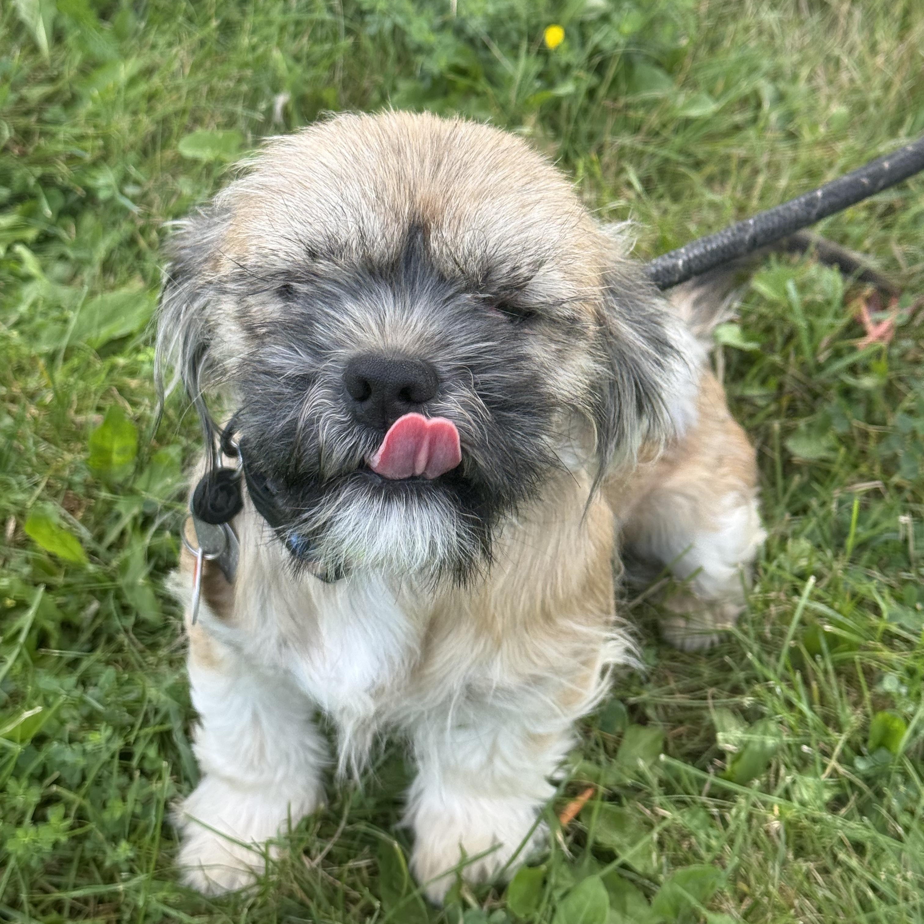 Enlarge Sara, an adoptable mixed breed in Hamilton, ON image 2/3