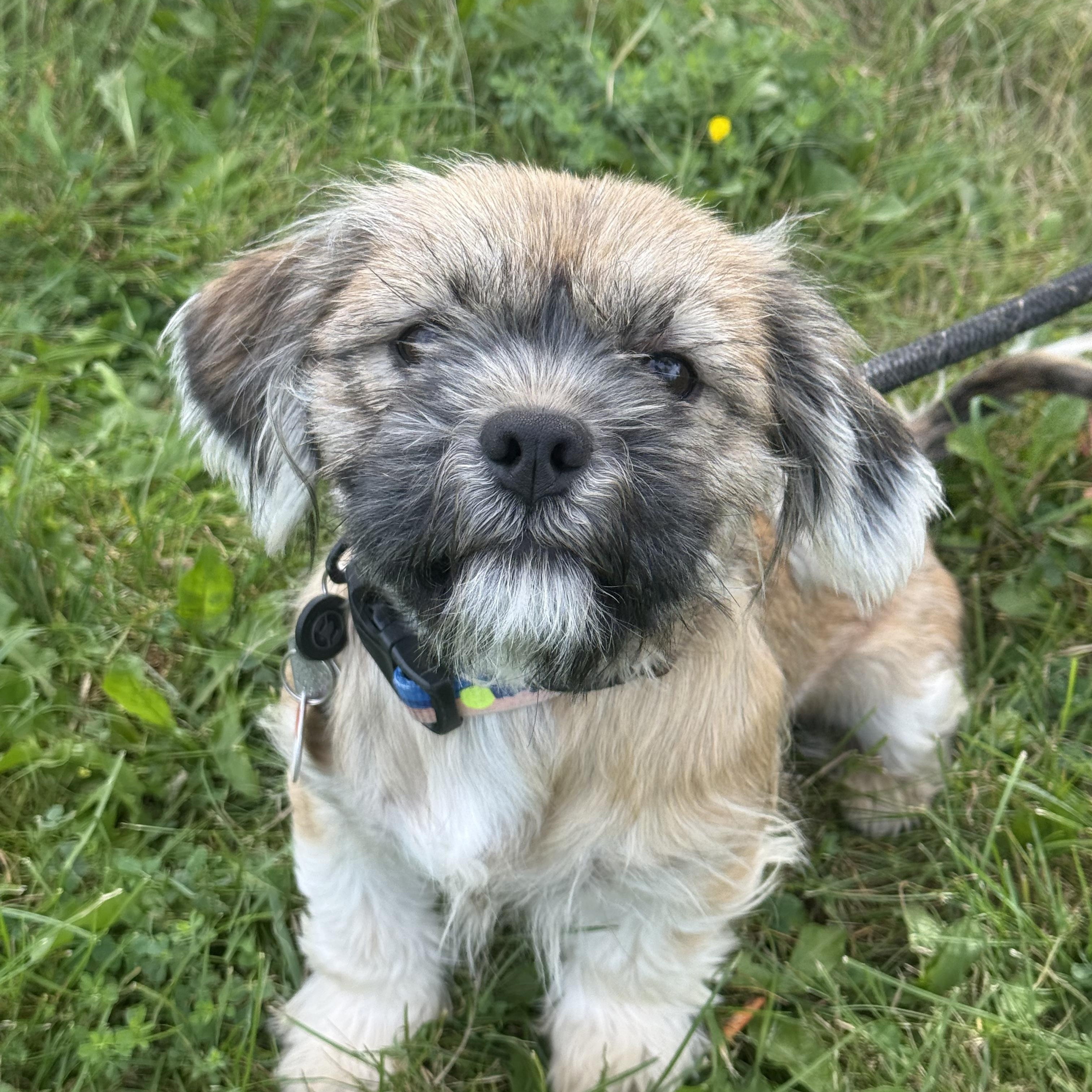 Enlarge Sara, an adoptable mixed breed in Hamilton, ON image 1/3