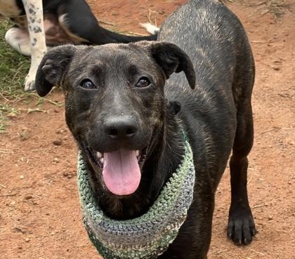 Chili $50, Adoptable, Puppy Female Labrador Retriever & Mixed Breed.