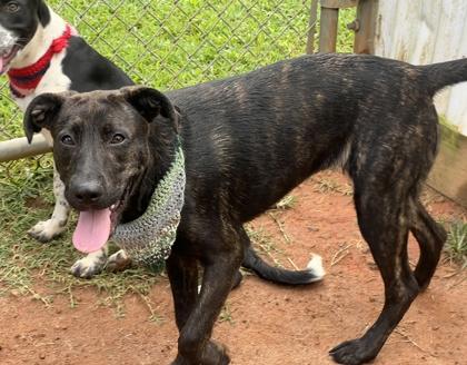 Chili $50, a Adoptable mixed breed in Seneca, SC image 2/3