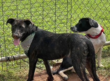 Chili $50, a Adoptable mixed breed in Seneca, SC image 3/3