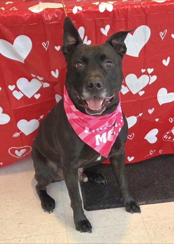 Enlarge CAIRO LEON, a Adoptable mixed breed in Millersville, MD image 1/6